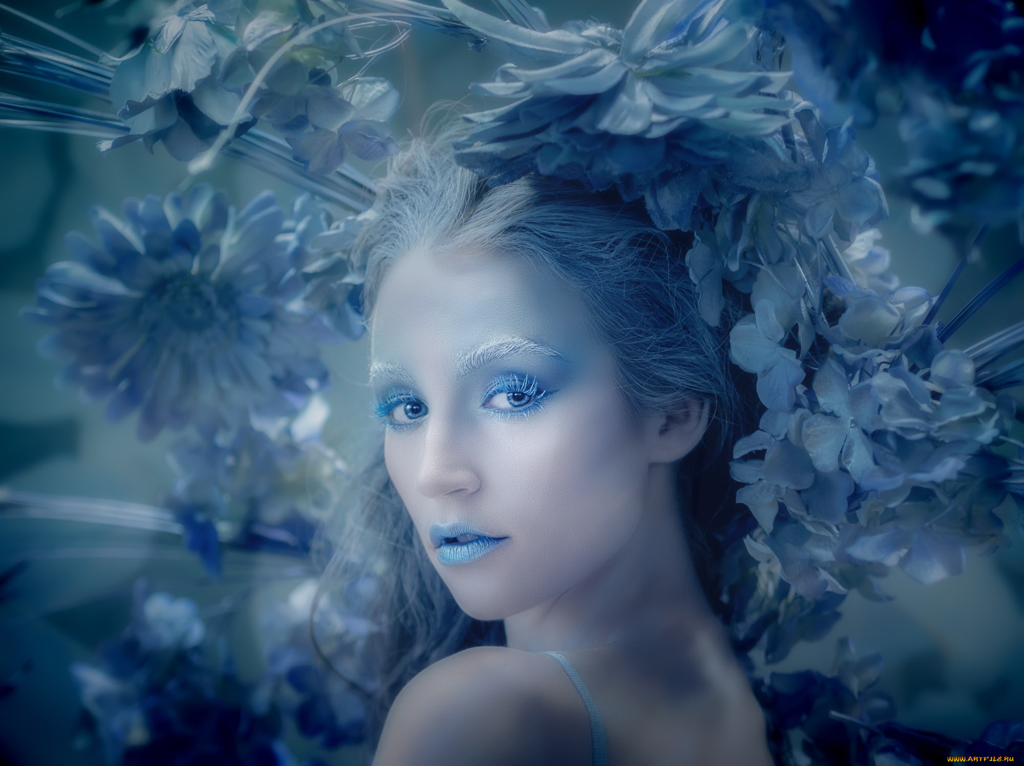 , -unsort , , blue, hydragea, , , , , 